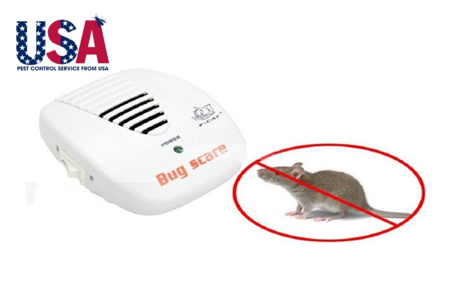 cách diệt chuột cống 