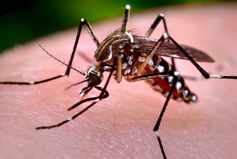 Muỗi cái là loài chuyên hút máu để nuôi sống cơ thể và sinh sản
