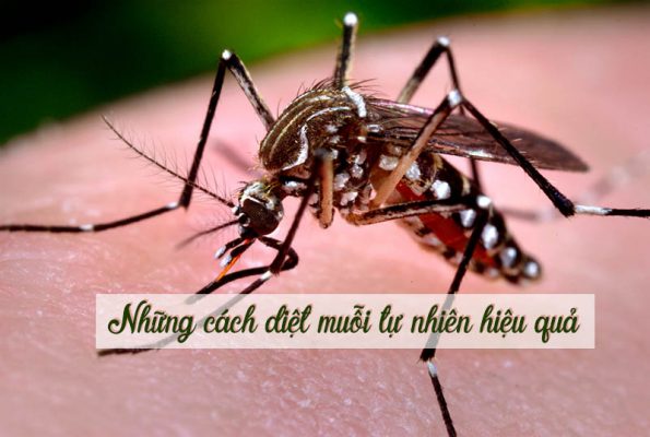 Cách diệt muỗi tự nhiên