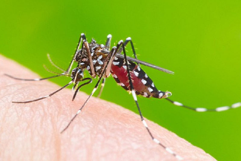 dịch vụ diệt muỗi hiệu quả tại nhà