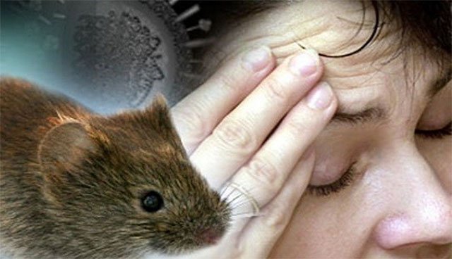 một số bệnh nguy hiểm khi bị chuột cắn