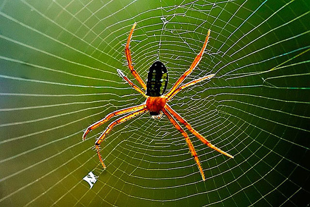5 cách tiêu diệt nhện trong nhà hiệu quả