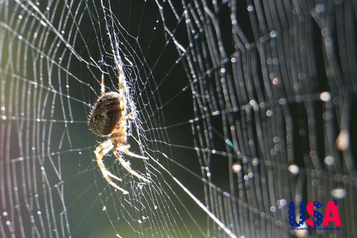 10 cách tiêu diệt nhện trong nhà hiệu quả