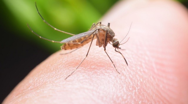 Muỗi đốt gây ra nhiều bệnh dịch nguy hiểm, cần có biện pháp để phòng tránh và tiêu diệt muỗi