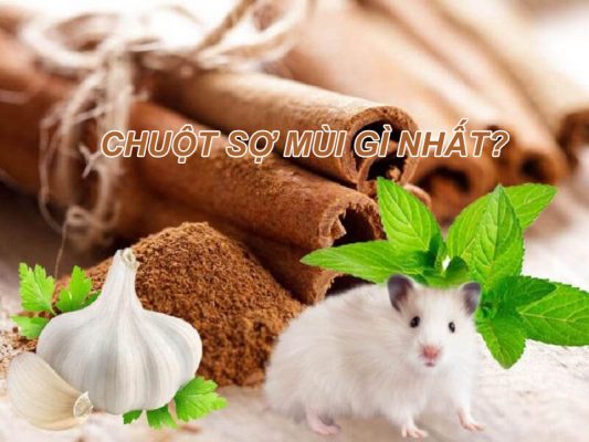Chuột sợ mùi gì nhất?