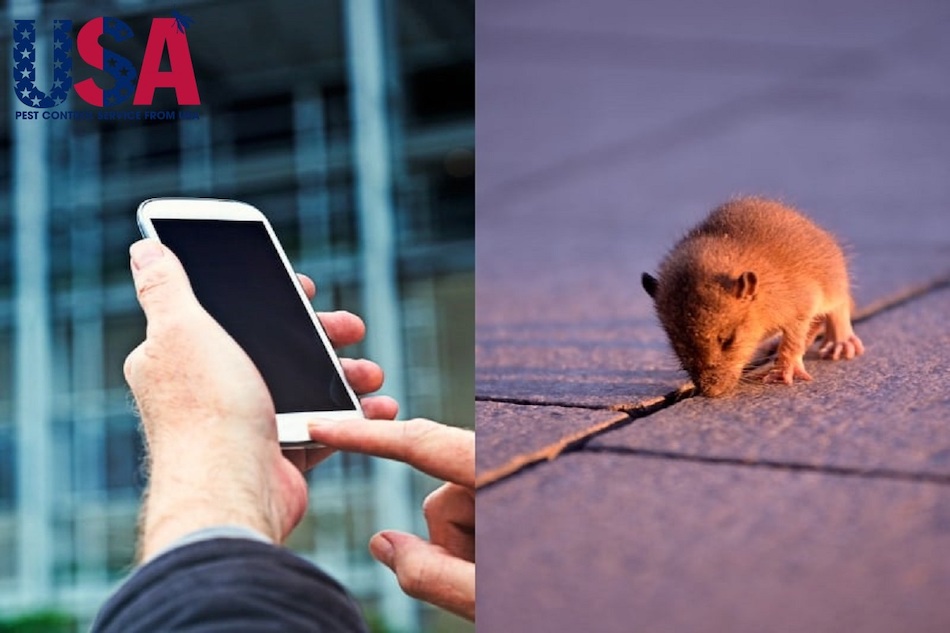 Mouse Repellent Sound, Anti Mouse Repeller,... là những App đuổi chuột hiệu quả trên Android
