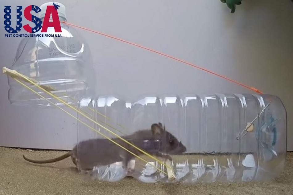 Sử dụng chai nhựa, xô nước, thùng rác… để chế bẫy là cách đuổi chuột rẻ, hiệu quả