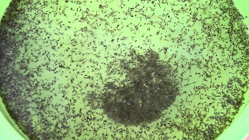 Muỗi ở giai đoạn thứ hai từ trứng nở thành lăng quăng