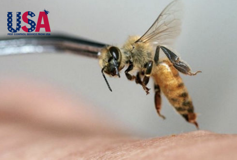 Vết ong đốt của tùy loại ong mà có thể gây nguy hiểm