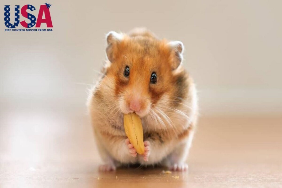 chuột thích ăn gì