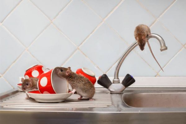 Chuột thích ăn gì