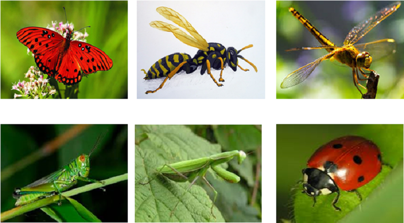 Rất nhiều các loại côn trùng có ích mang đến nhiều giá trị cho canh tác nông nghiệp