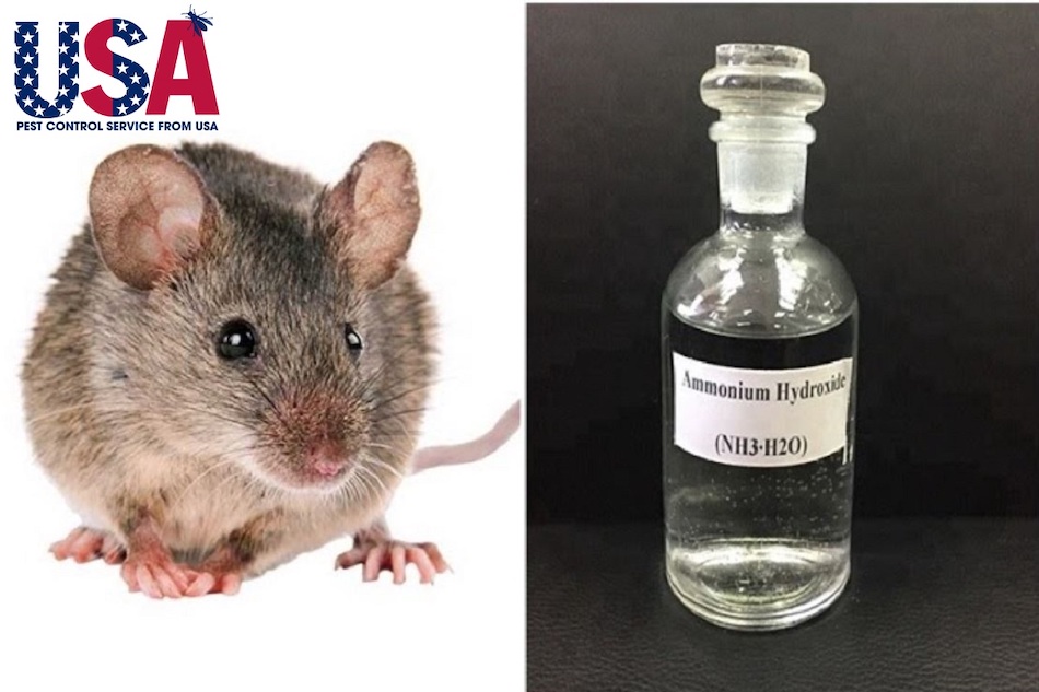 Mùi đặc trưng của Amoniac chính là một trong những cách đuổi lũ chuột hữu hiệu nhất