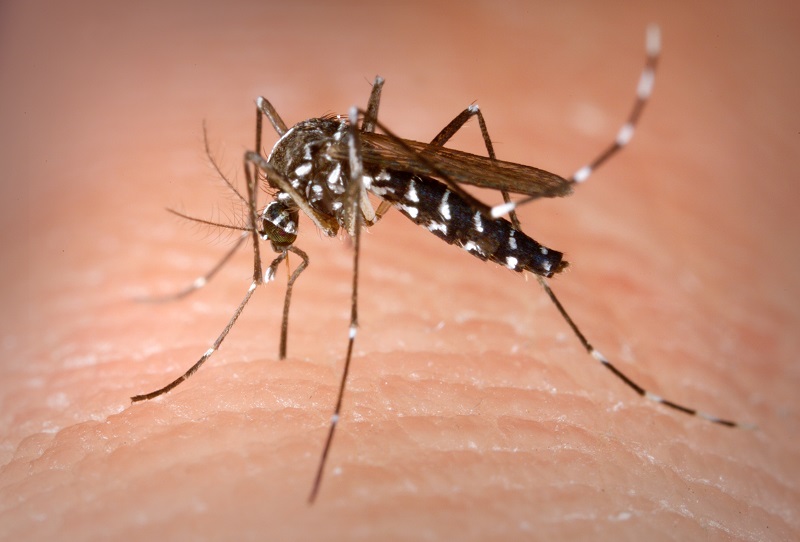 Muỗi vằn động vật trung gian truyền bệnh sốt xuất huyết cho người