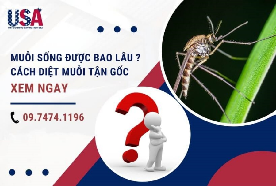vòng đời của muỗi