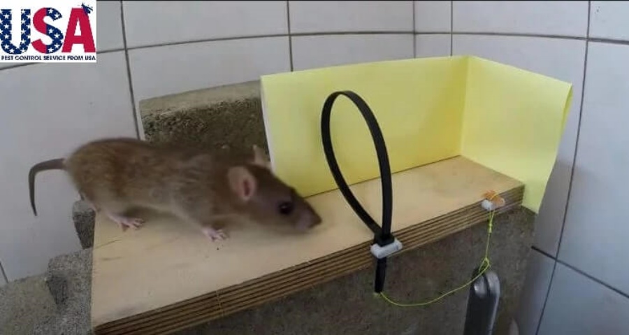 cách làm bẫy chuột