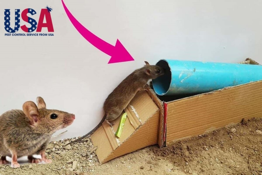 19 cách làm bẫy chuột hiệu quả lại cực kỳ đơn giản ngay tại nhà