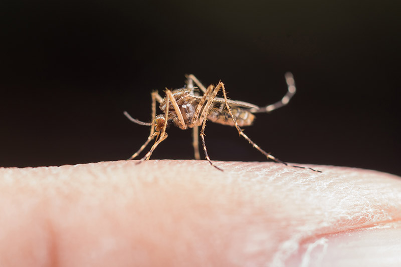 Muỗi là loài côn trùng nguy hiểm nhất hành tinh mang đến nhiều dịch bệnh