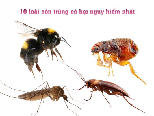 Tổng hợp 10 loài côn trùng có hại nguy hiểm bậc nhất Việt Nam