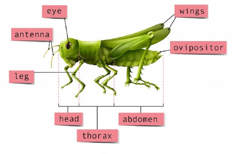 Cấu tạo của côn trùng có 3 phần đầu, ngực, bụng