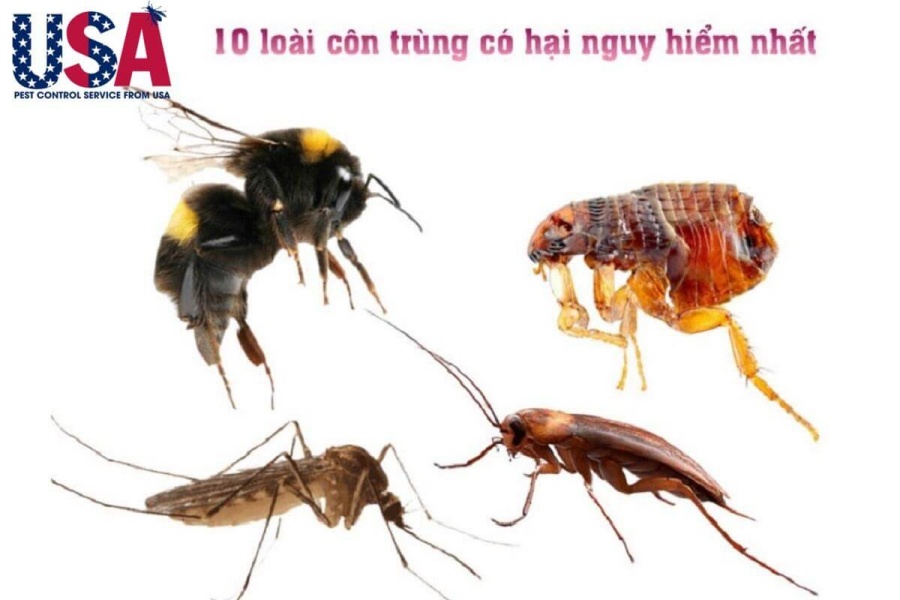 côn trùng có hại