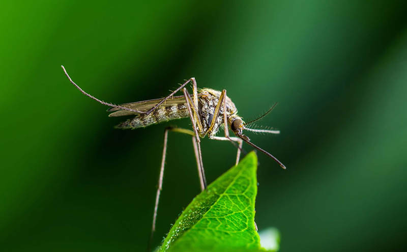 Cấu tạo cơ thể muỗi được chia thành 3 phần riêng biệt