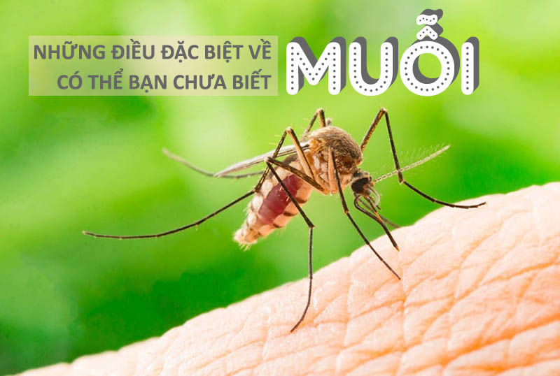 Loài muỗi và những điều đặc biệt về loài côn trùng nguy hiểm nhất hành tinh