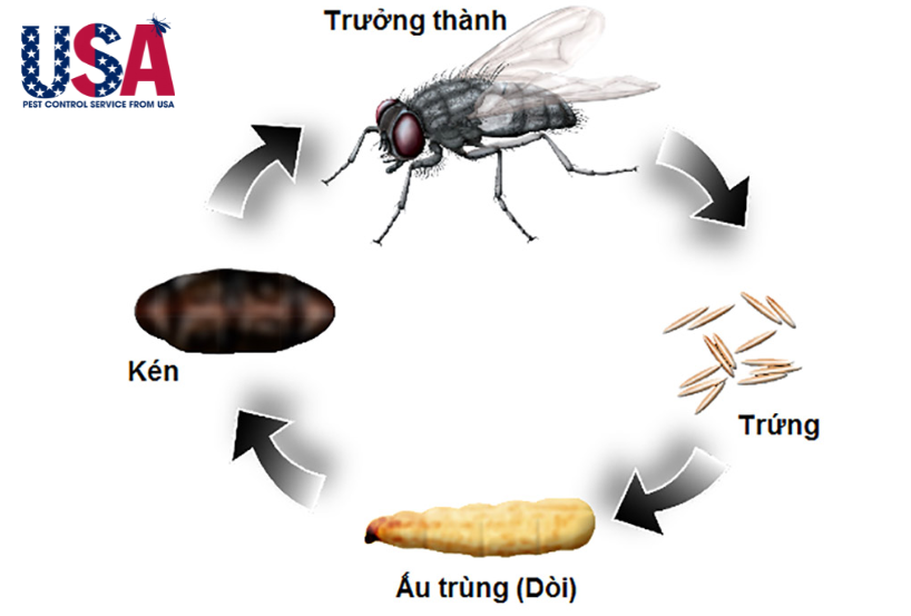  Vòng đời của ruồi trải qua 4 giai đoạn: Trứng – Ấu Trùng – Nhộng – Ruồi trưởng thành