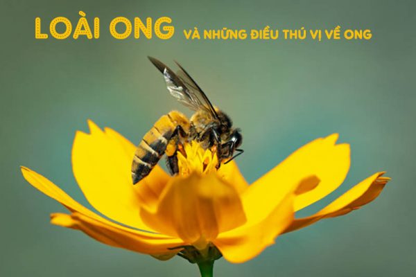 Loài ong và những điều thú vị về loài côn trùng này