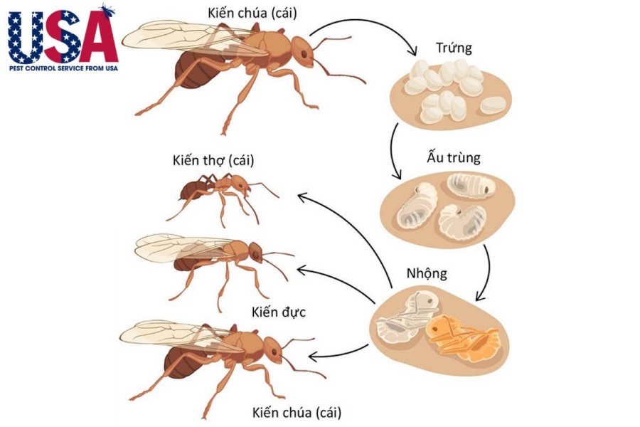 tổng quan về kiến