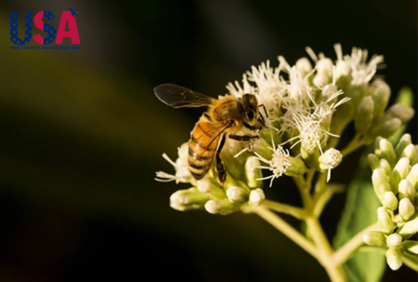 Ong là loài có tập tính xã hội cực cao, có nhiều giá trị về kinh tế