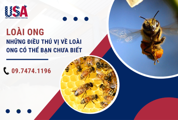 Tổng quan về loài ong