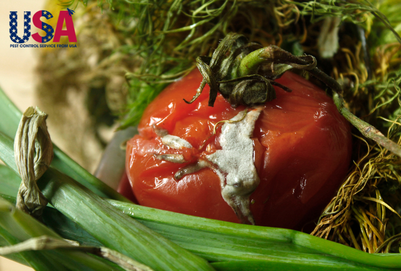 Thức ăn ôi thiu là môi trường lý tưởng để bồ hóng phát triển