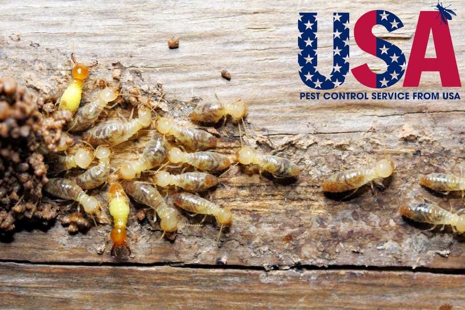 Công ty USA Pest Control giúp khách hàng đánh bay nỗi lo công trình bị mối tàn phá