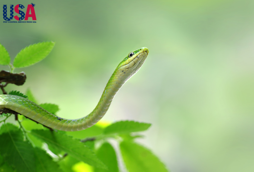 Rắn lục là loài rắn độc phổ biến tại Việt Nam