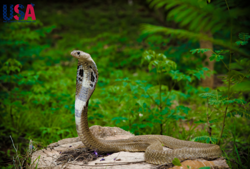 Rắn hổ mang được mệnh danh là vua của loài rắn