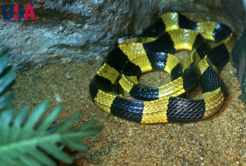 Rắn cạp nong là loài rắn độc thường thấy tại Việt Nam