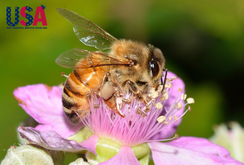 Ong mật là loài ong chủ yếu cung cấp mật cho con người