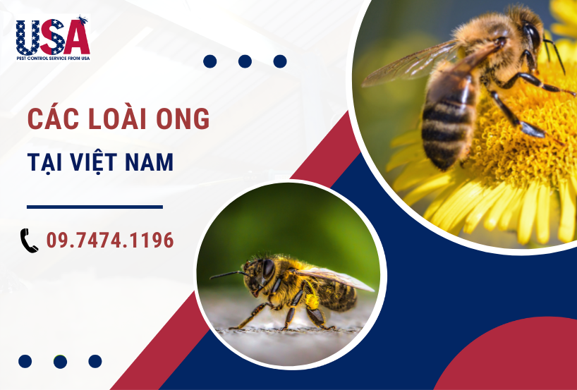 Các loài ong tại Việt Nam