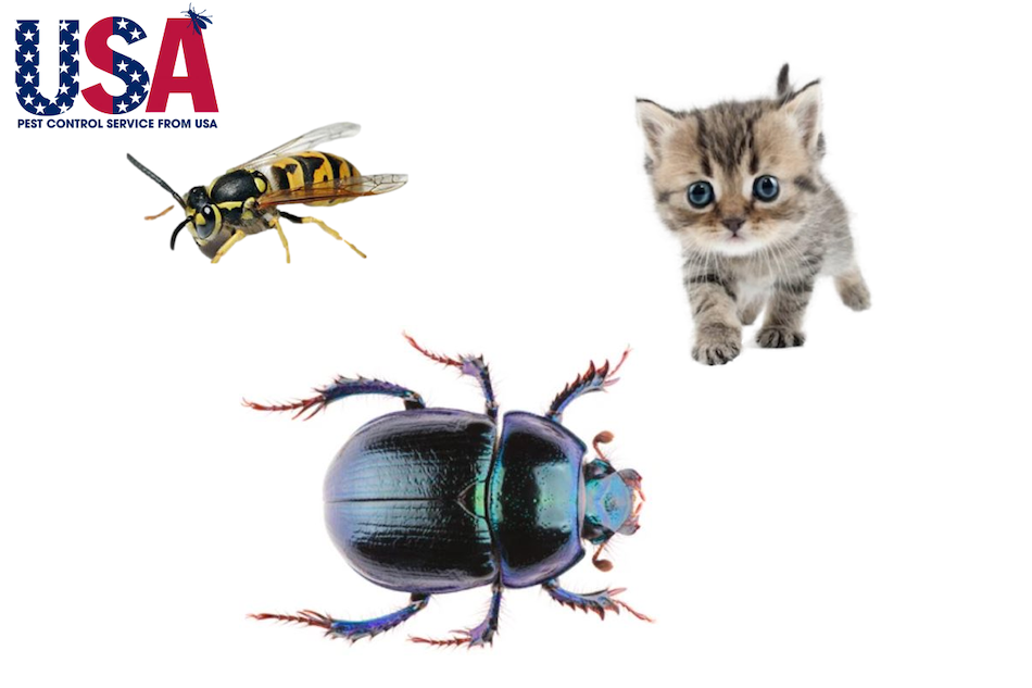 Ong bắp cày, mèo hay bọ cánh cứng chính là thiên địch của các loài côn trùng, sâu bệnh