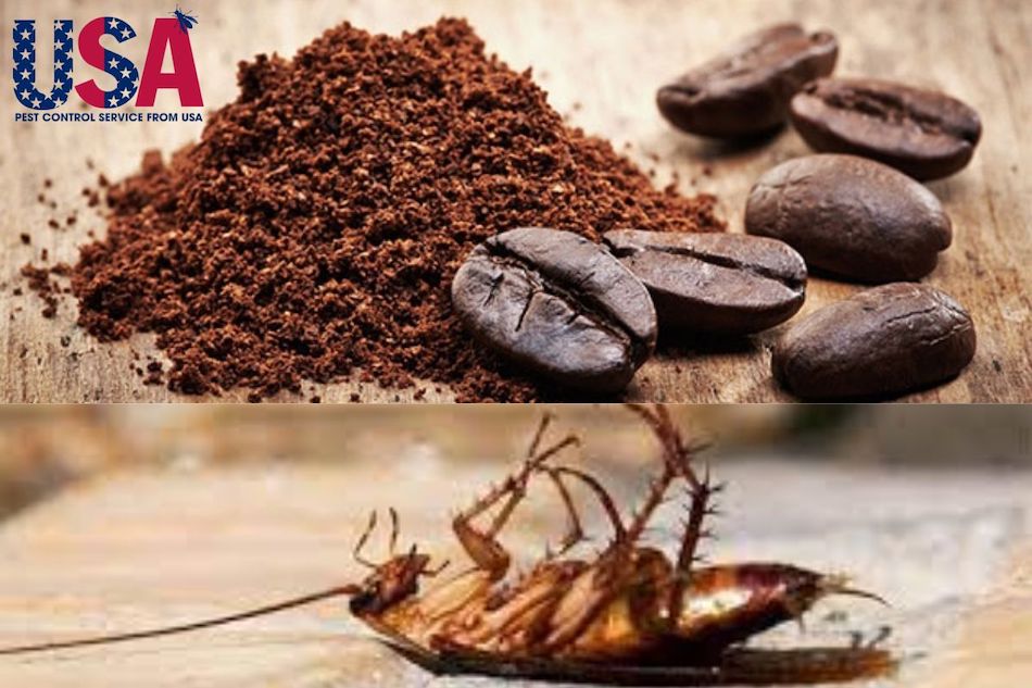 Bã cà phê – “Thuốc diệt gián thiên nhiên” hiệu quả cao