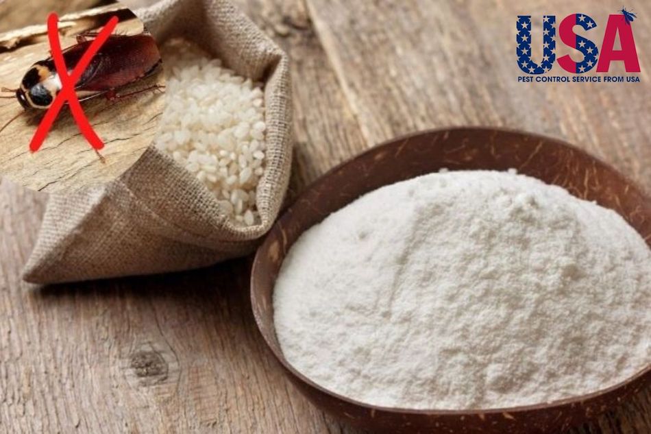 Bột gạo, xi măng trắng, bột Ovaltine – Công thức cần và đủ để tiêu diệt gián