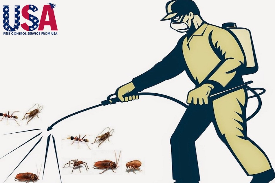 Công ty dịch vụ diệt côn trùng Hoa Kỳ (Mỹ) có quy trình diệt gián chuyên nghiệp