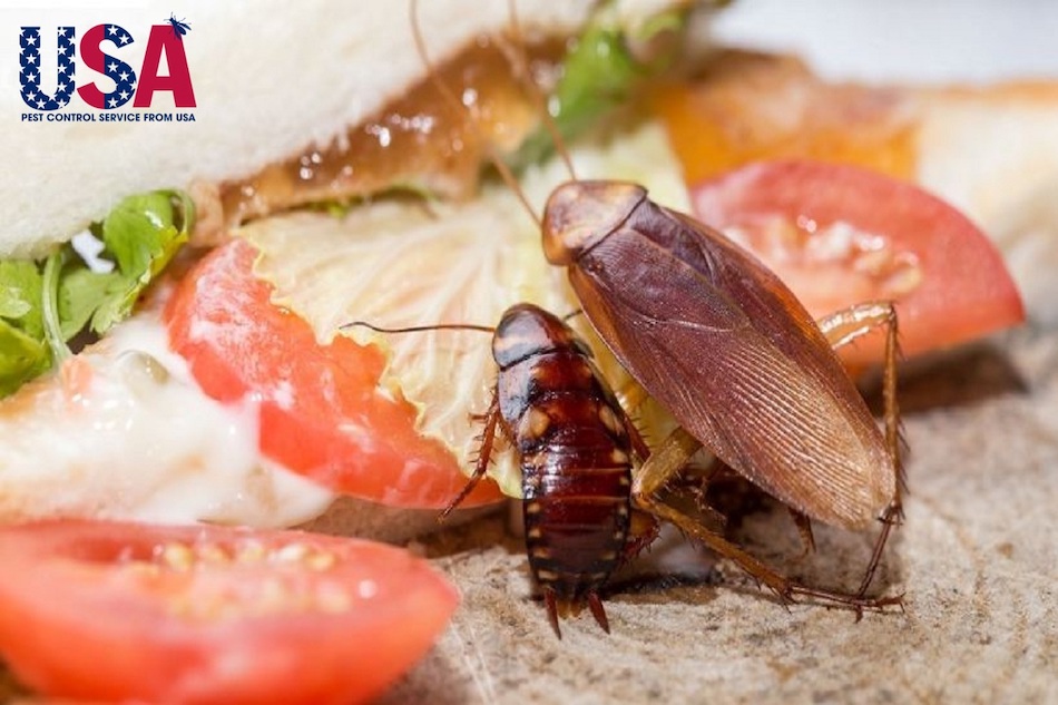Gián là loài côn trùng chuyên gặm nhấm thức ăn và cắn phá đồ vật trong nhà