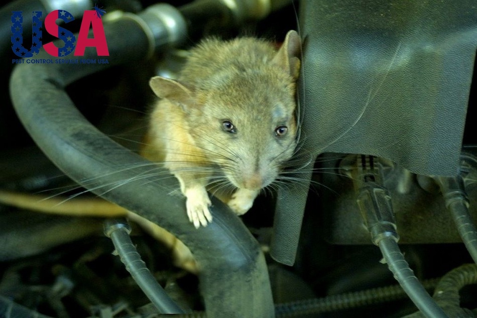 Cần tiêu diệt chuột tận gốc để bảo vệ sản xuất và sức khỏe