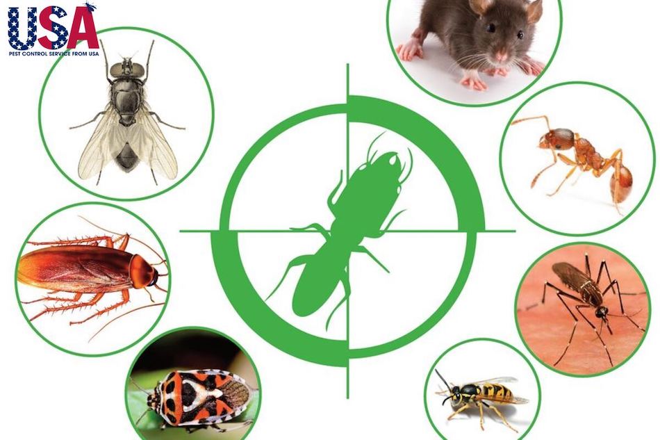 Kiểm soát côn trùng bằng phương pháp dịch hại sinh học đơn giản và nhanh chóng