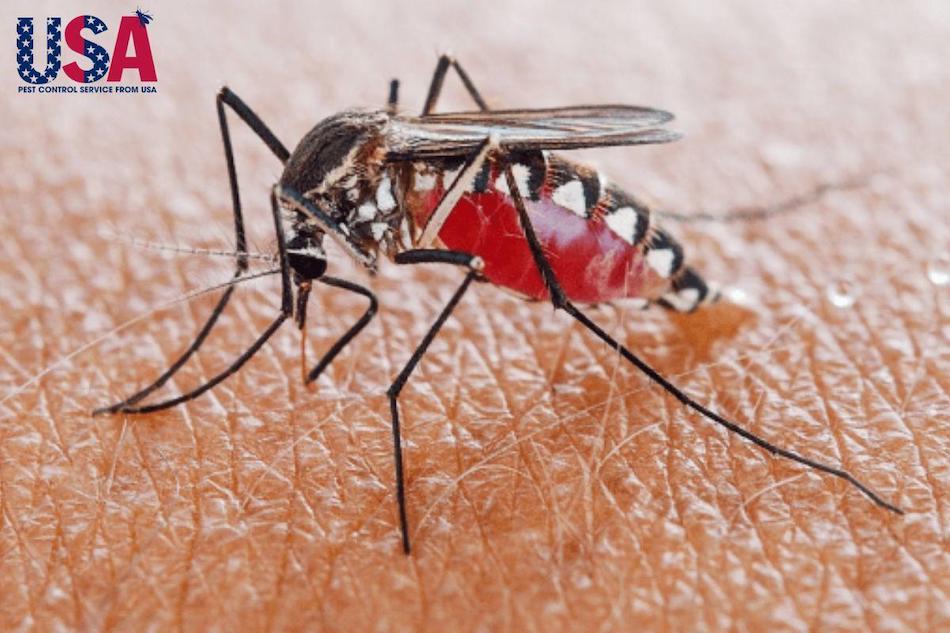 Phun thuốc diệt muỗi tại Hà Nội nhằm tiêu diệt loài côn trùng trung gian truyền các bệnh nguy hiểm