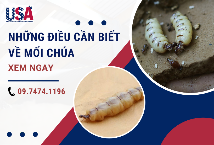 Mối chúa là gì?