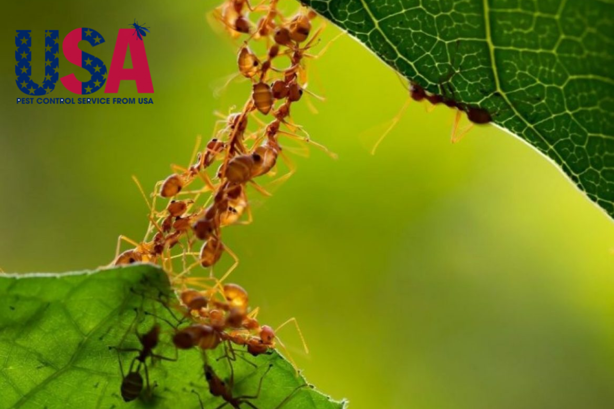 Tìm hiểu tập tính của loài kiến 