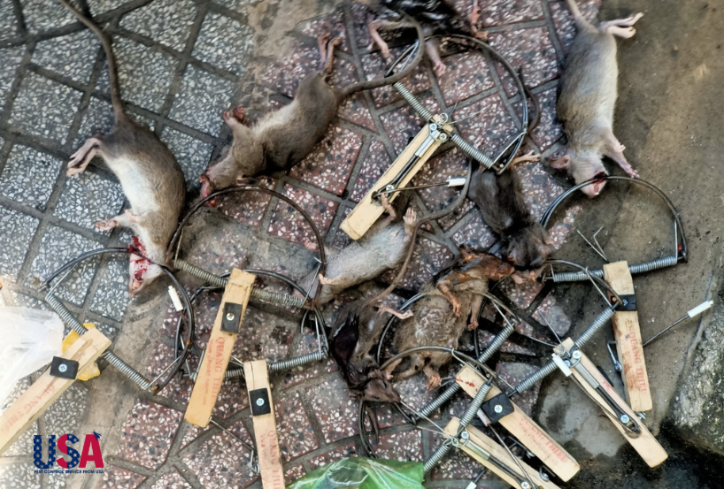 Dịch vụ diệt chuột tại Hà Nội